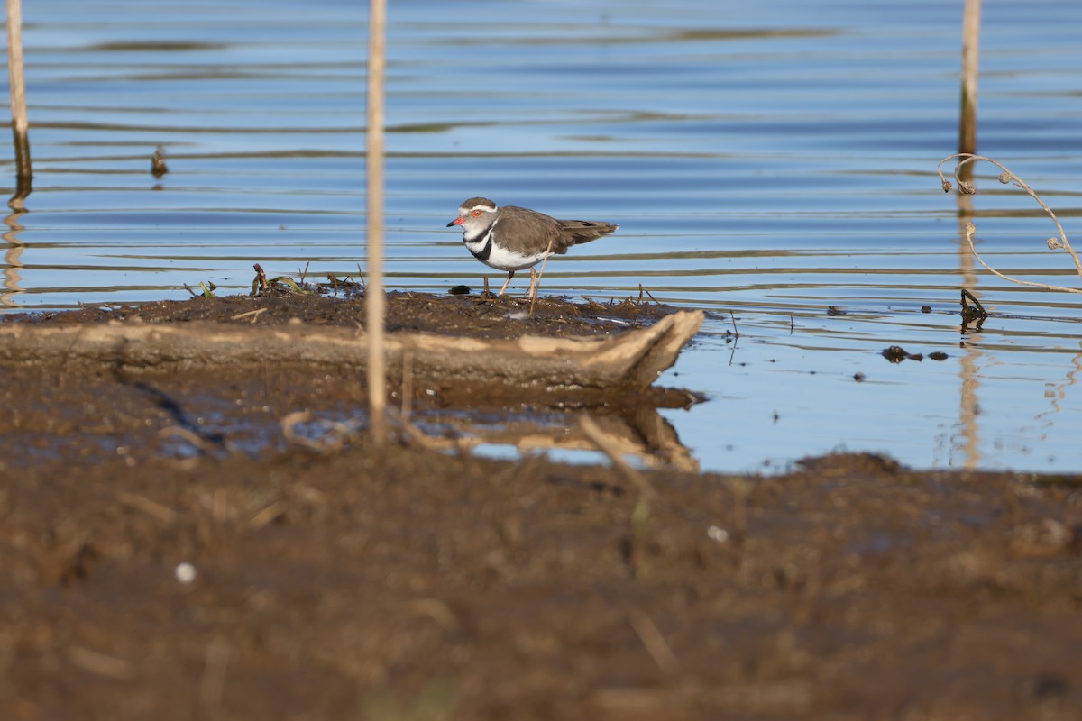Three-banded Plover - ML645342245