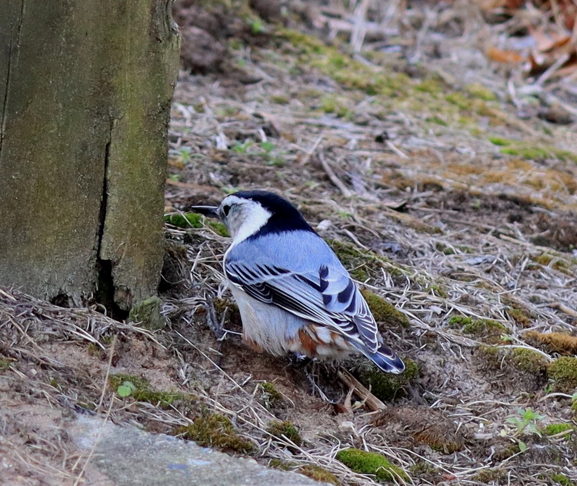White-breasted Nuthatch - ML645342271