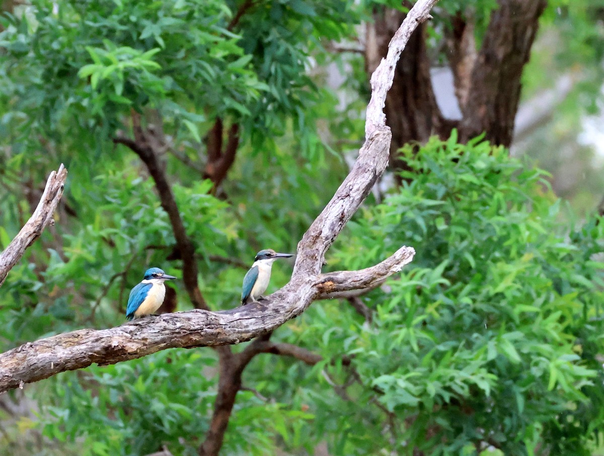 Sacred Kingfisher - ML645342277