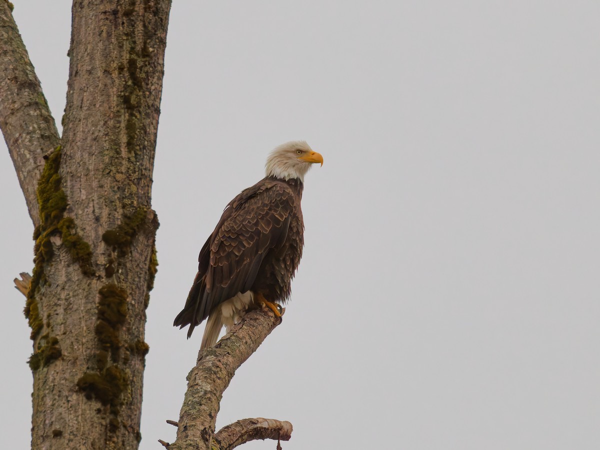 Bald Eagle - ML645342278