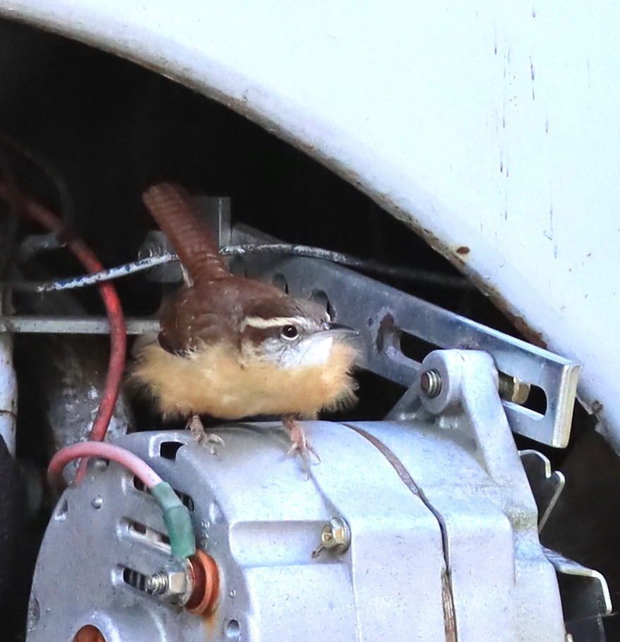 Carolina Wren - ML645342280