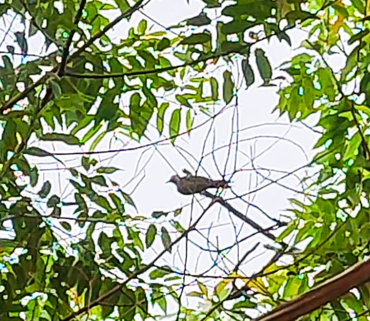 Grünbindenspecht - ML645342284