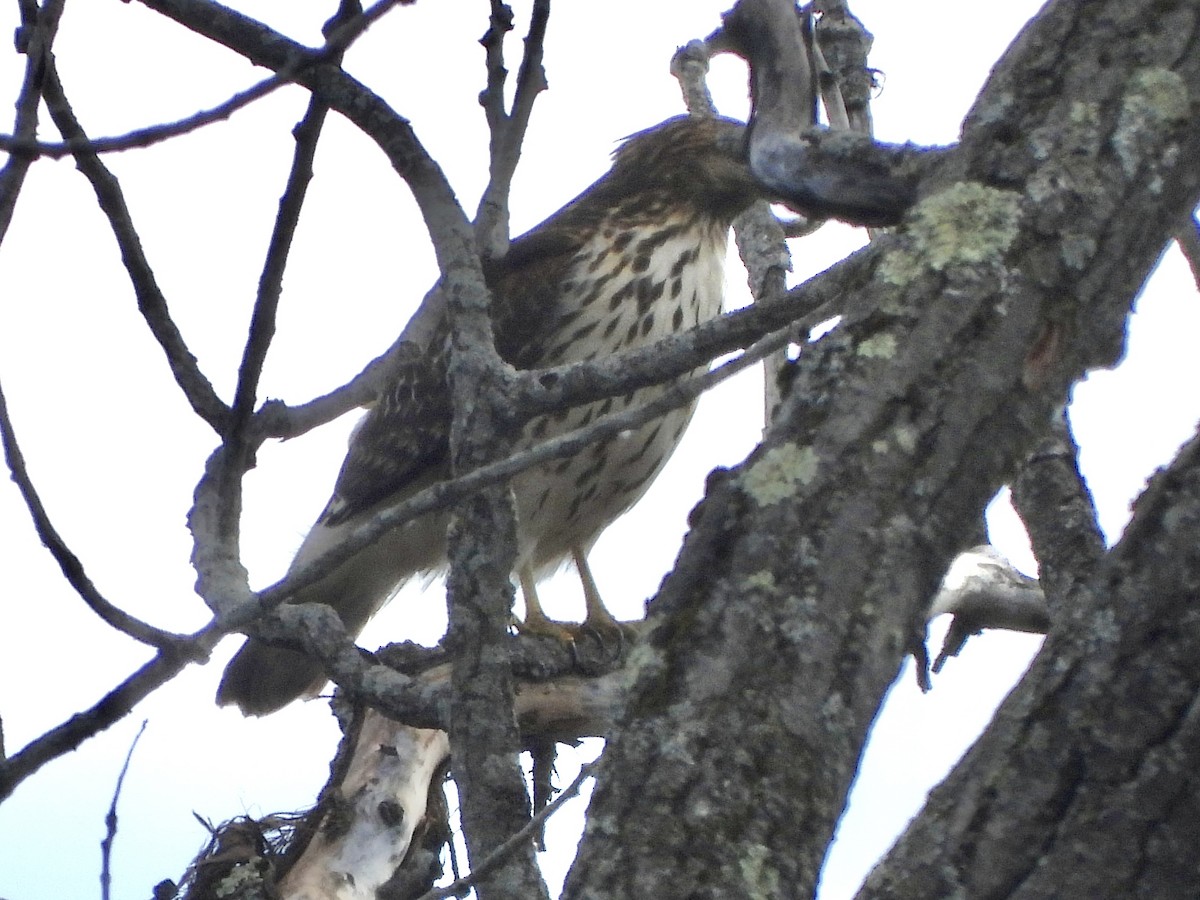 Red-shouldered Hawk - ML645342290