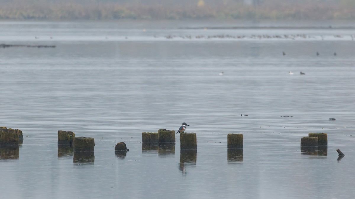 Belted Kingfisher - ML645342291