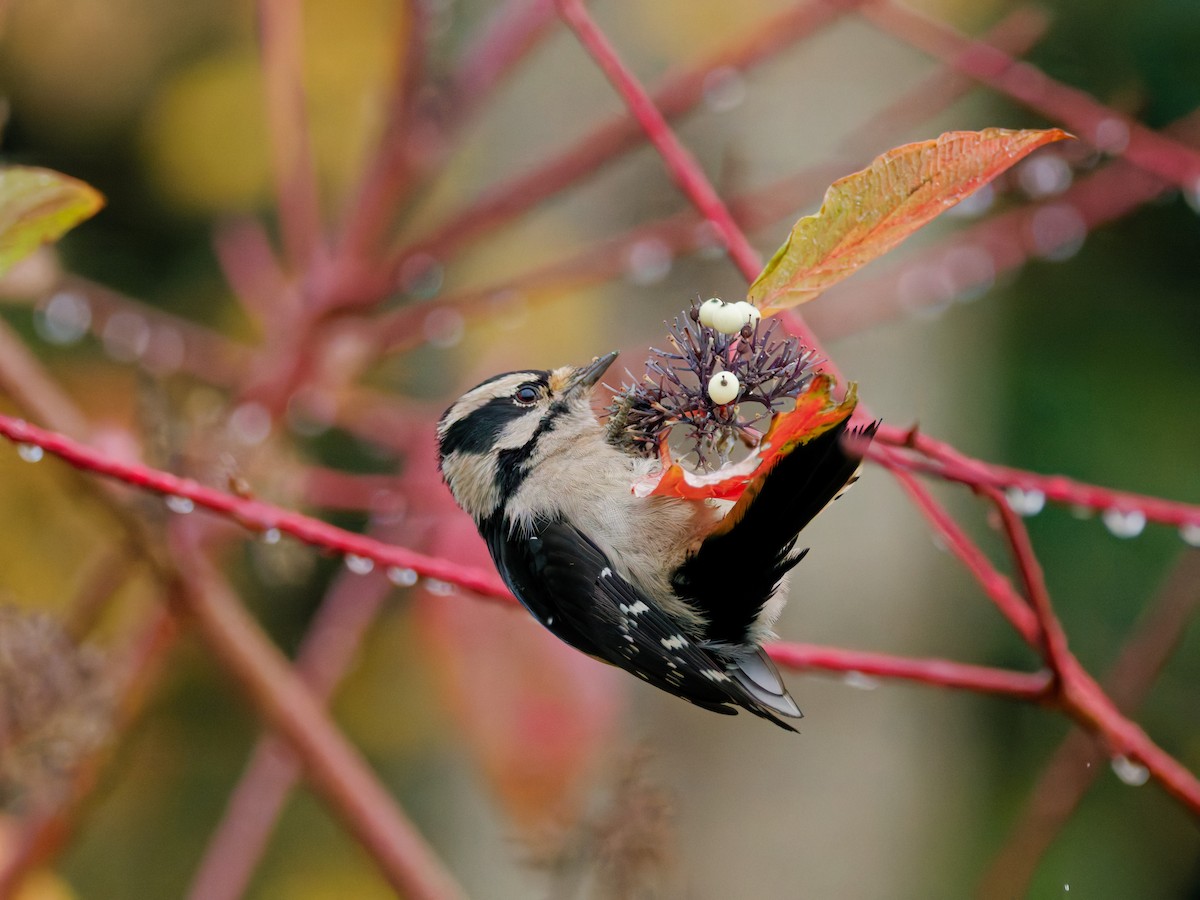 Downy Woodpecker - ML645342294