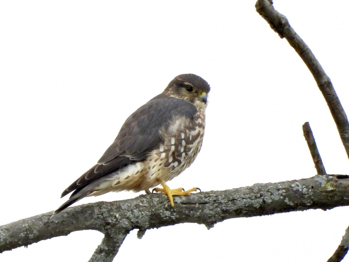 Merlin - ML645342295