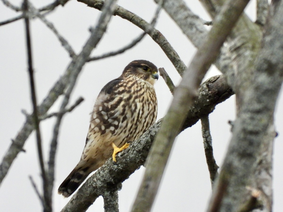 Merlin - ML645342297