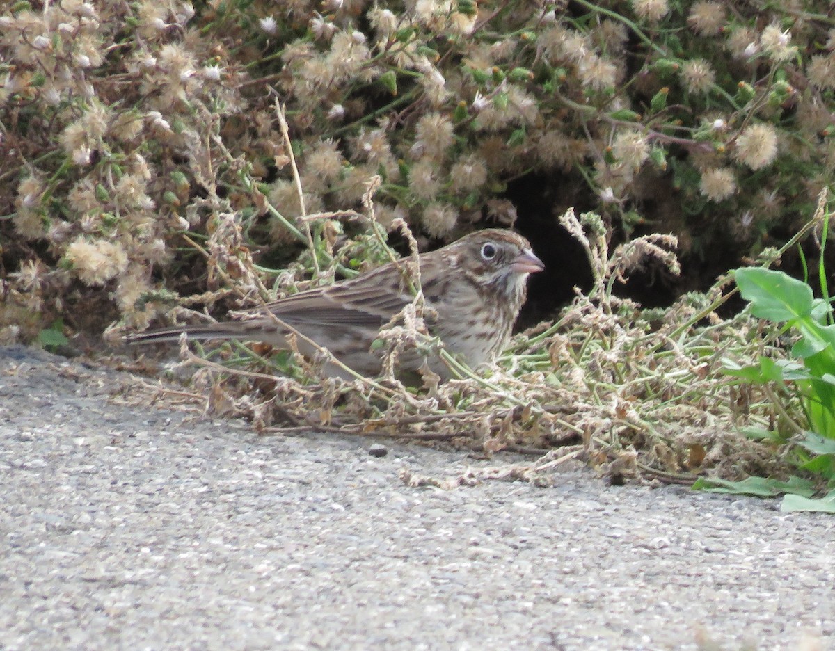 Vesper Sparrow - ML645342300