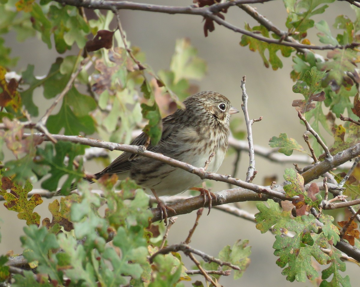 Vesper Sparrow - ML645342301