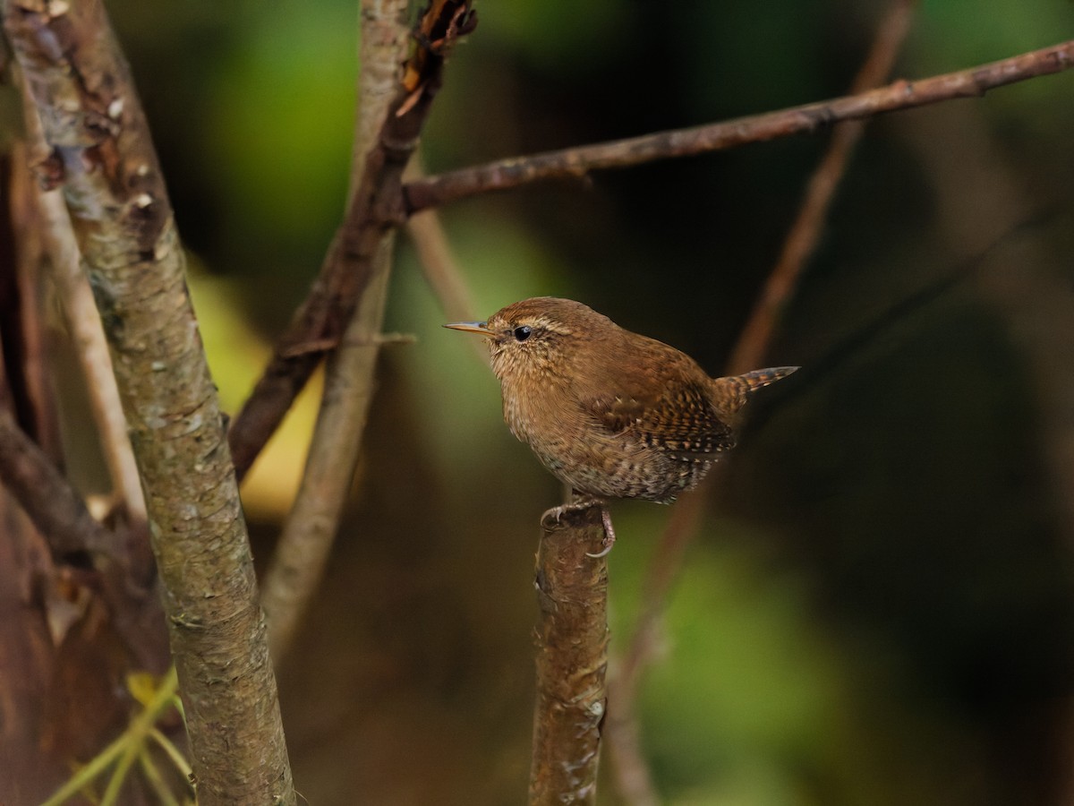 Pacific Wren - ML645342302
