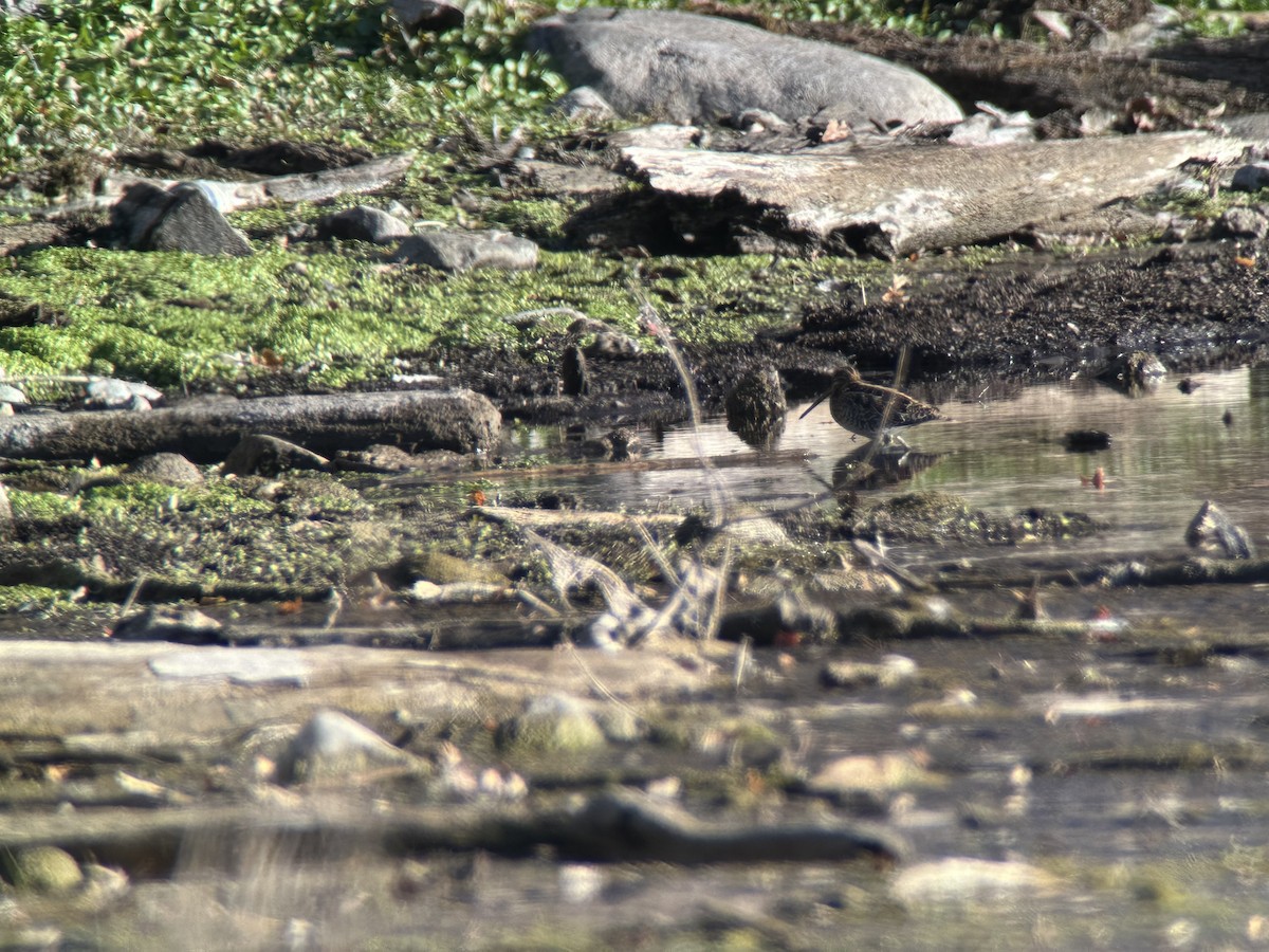 Wilson's Snipe - ML645342303