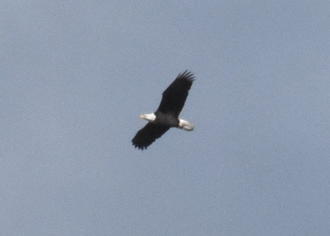 Bald Eagle - ML645342312