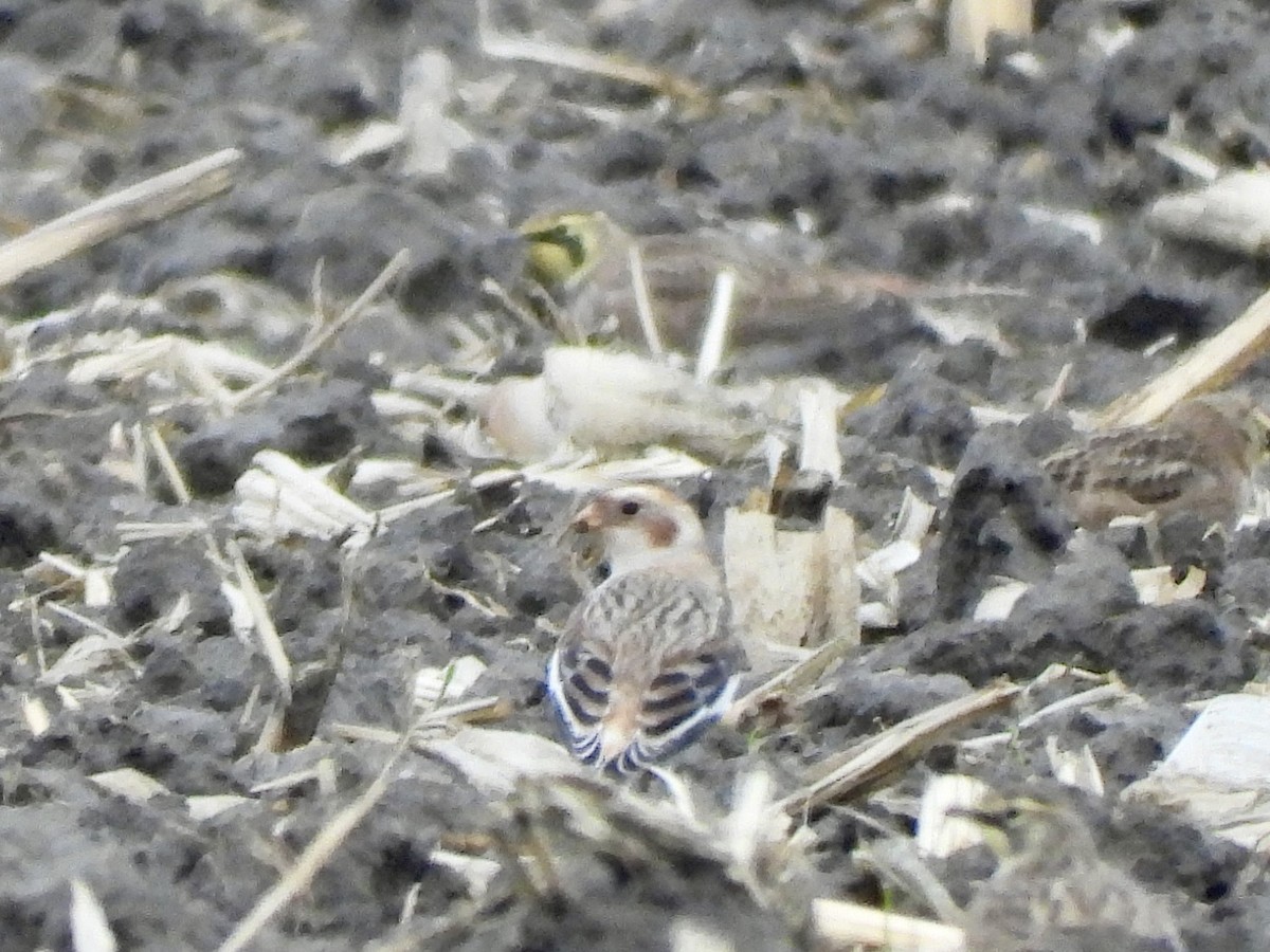 Snow Bunting - ML645342316