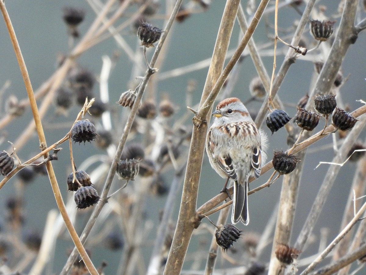 American Tree Sparrow - ML645342320