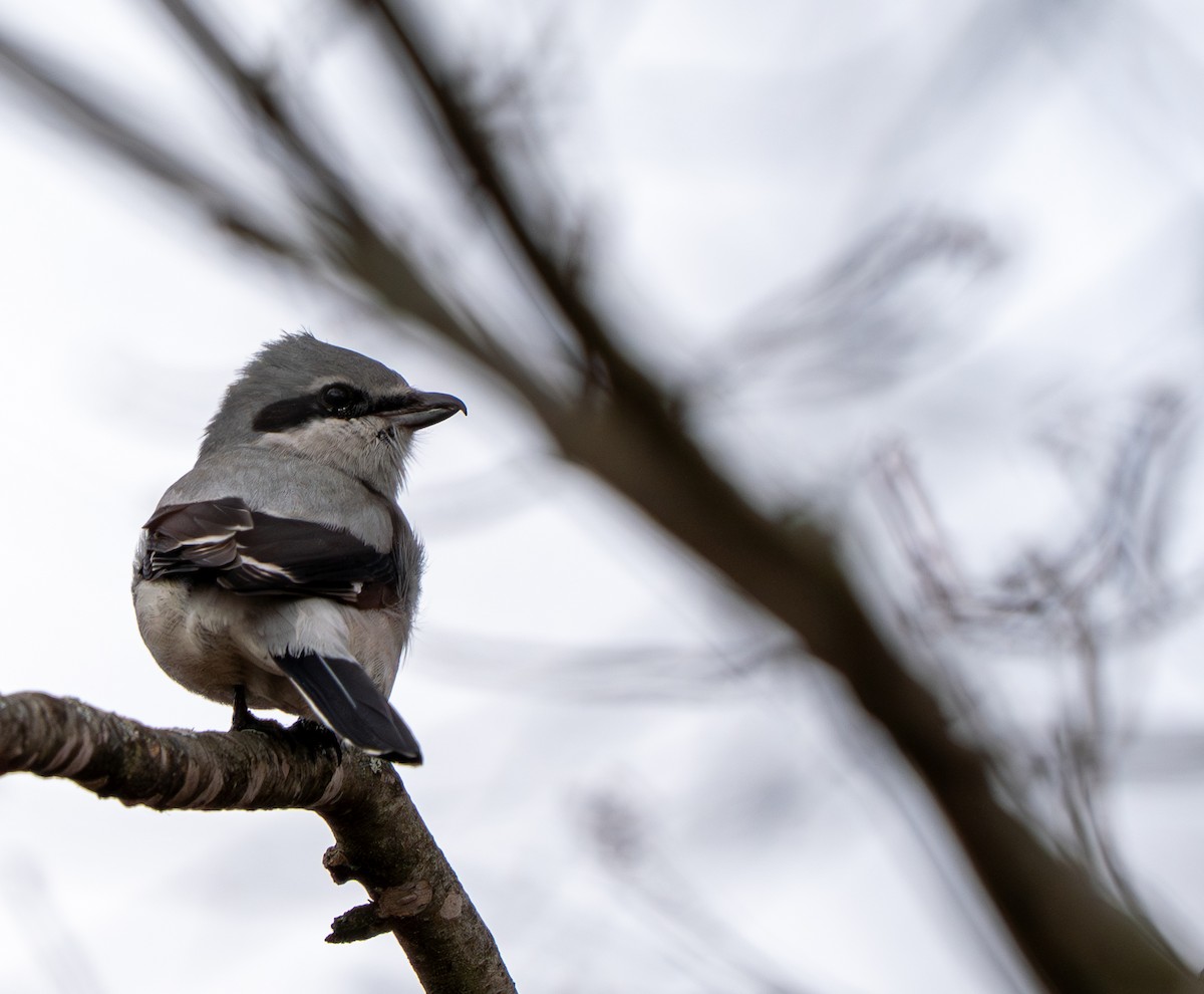 Northern Shrike - ML645342321