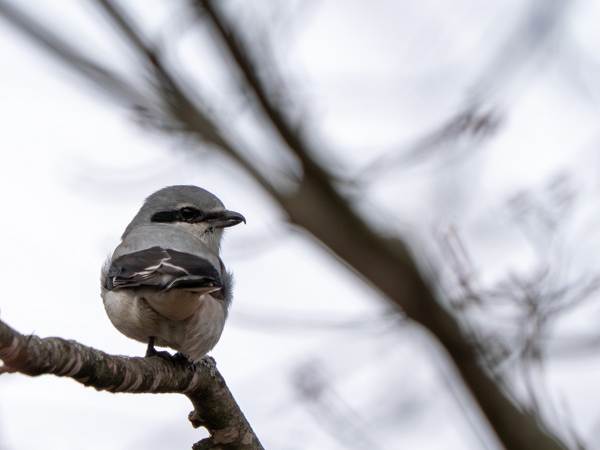 Northern Shrike - ML645342322