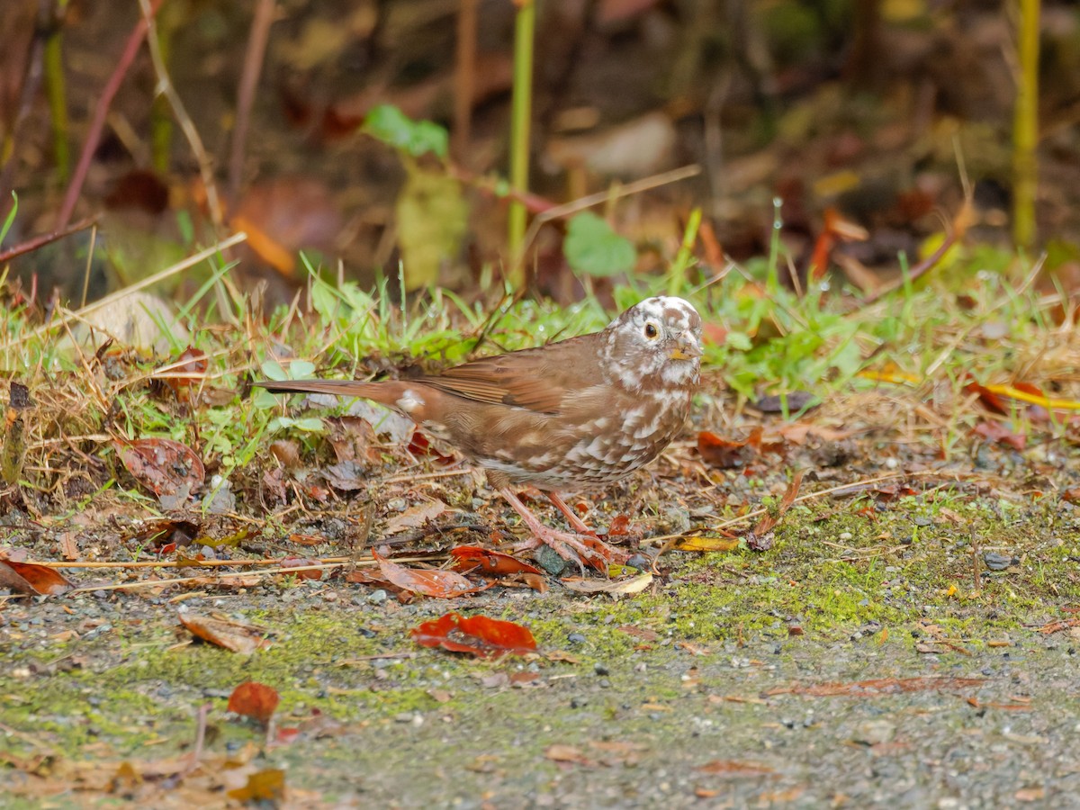 Fox Sparrow - ML645342325