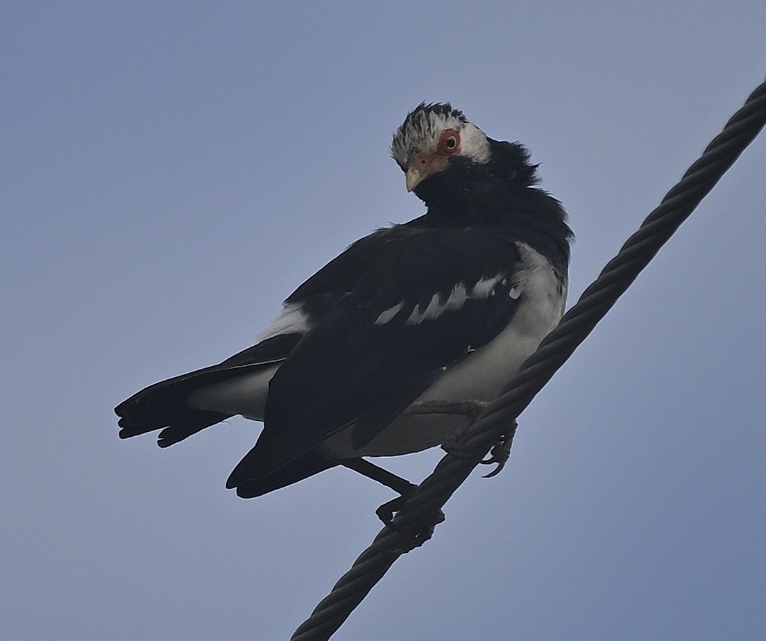 Siamese Pied Starling - ML645342328