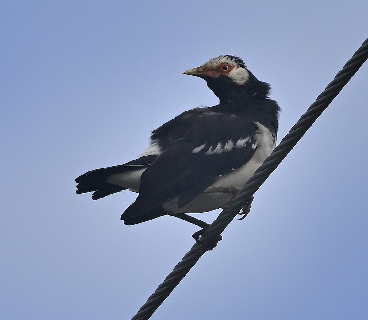 Siamese Pied Starling - ML645342329