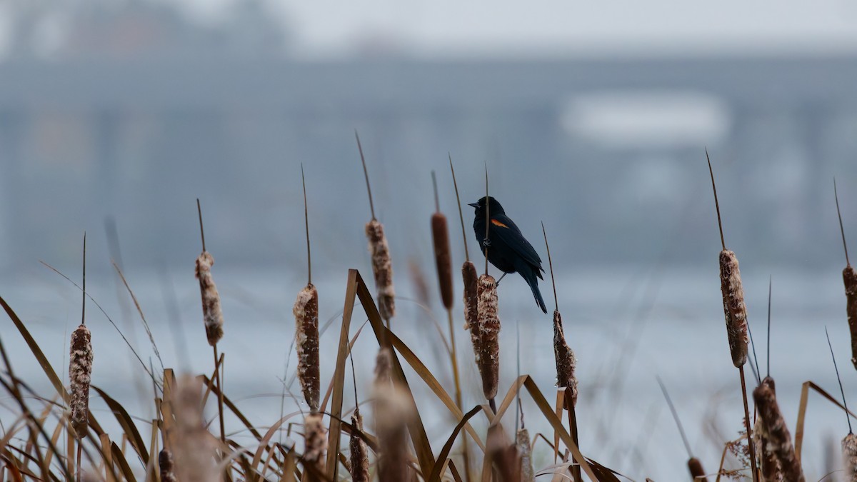 Red-winged Blackbird - ML645342339