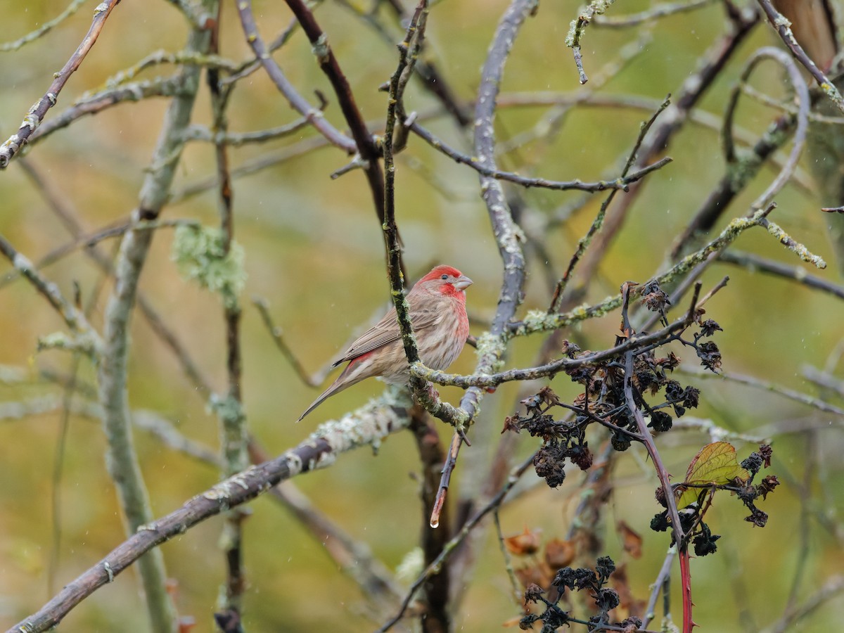 House Finch - ML645342345