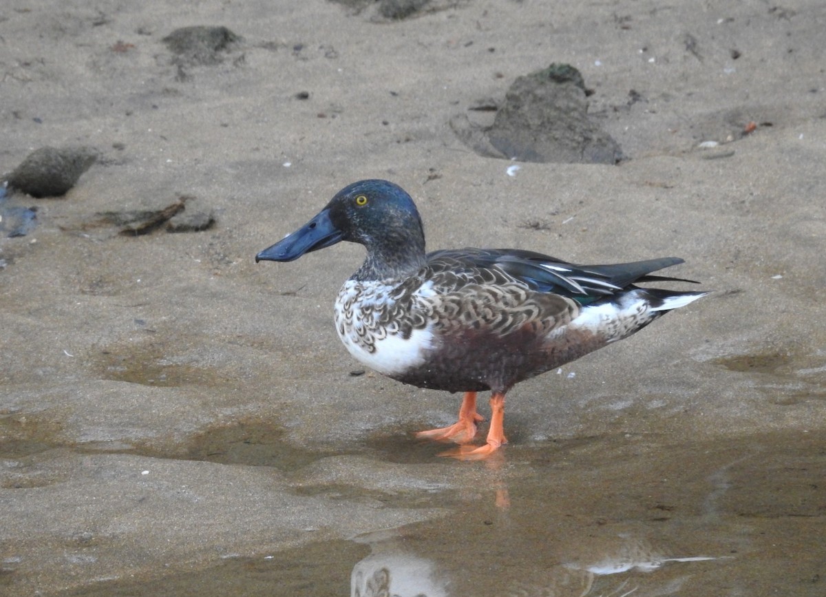 Northern Shoveler - ML645342357