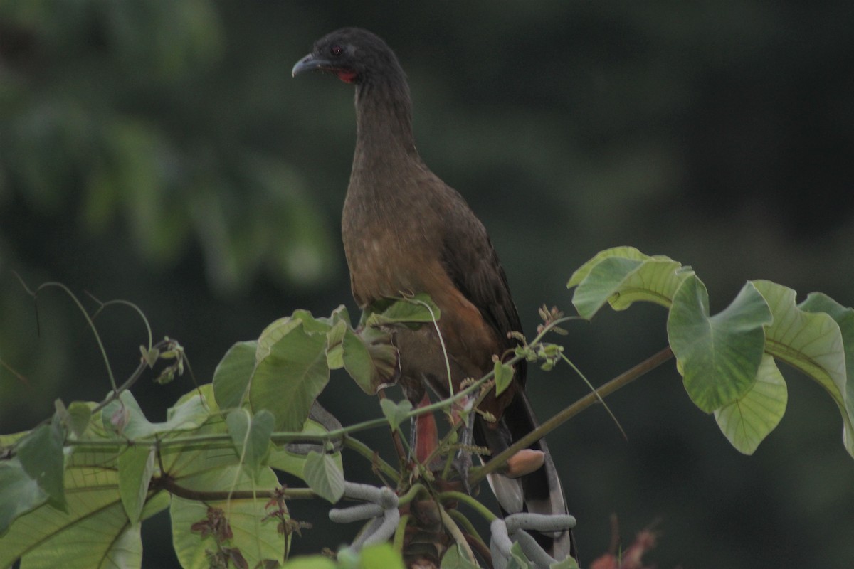 Чачалака рудогуза - ML645342374