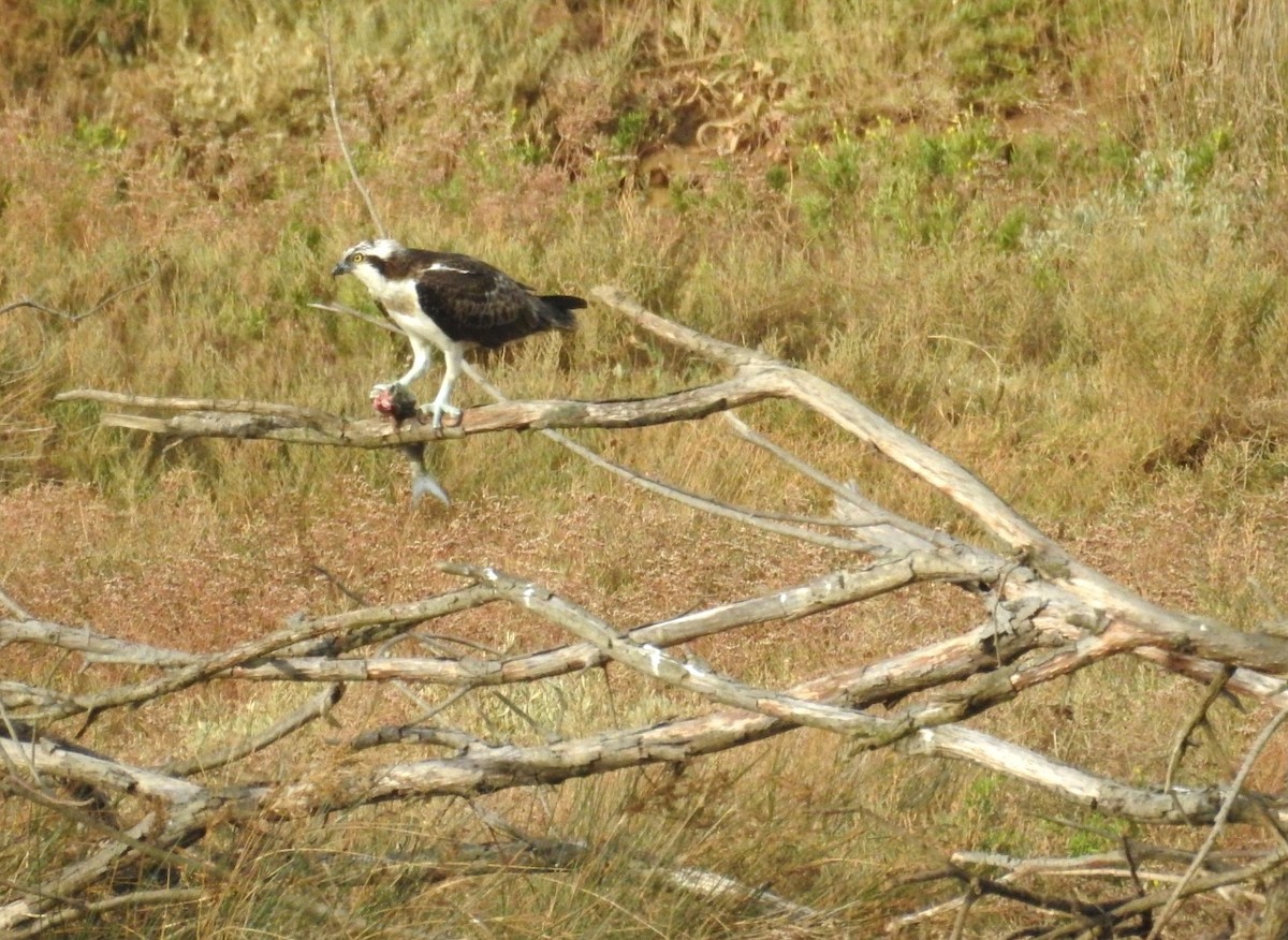 Osprey - ML645342412