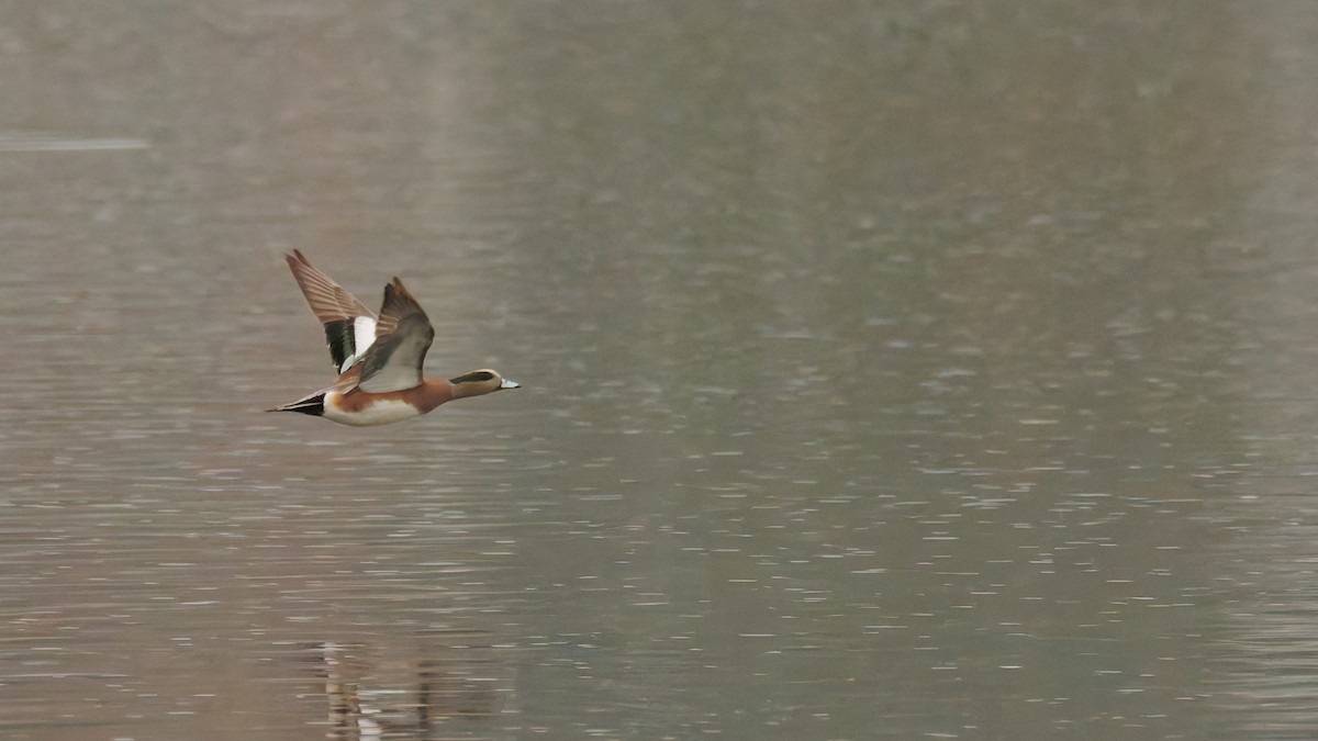 American Wigeon - ML645342451
