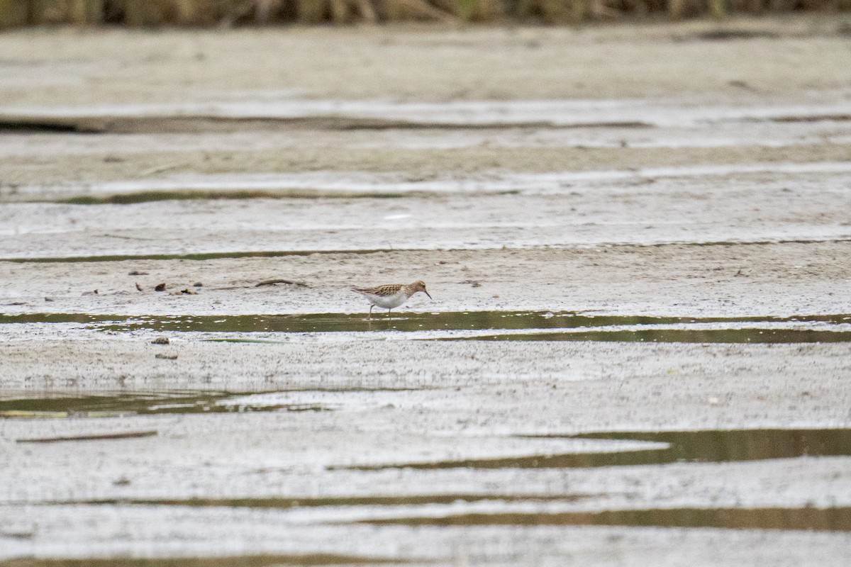 美洲尖尾濱鷸 - ML645342460