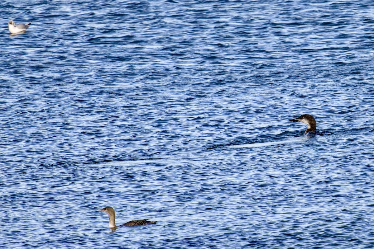 Red-throated Loon - ML645342481