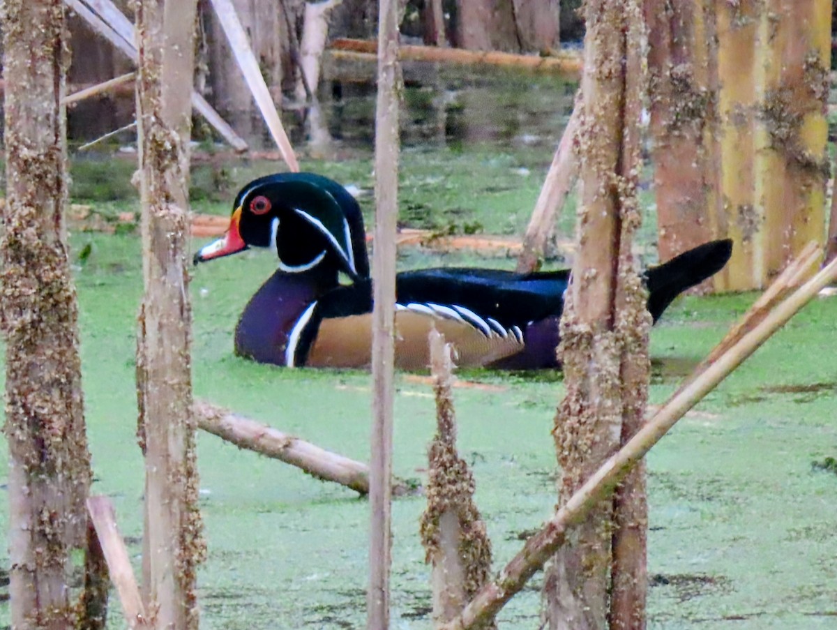 Canard branchu - ML645342486