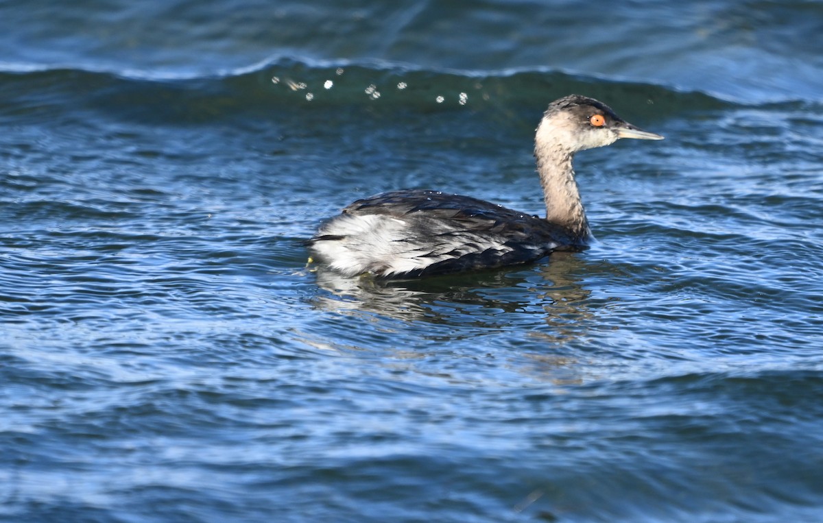 Eared Grebe - ML645342493