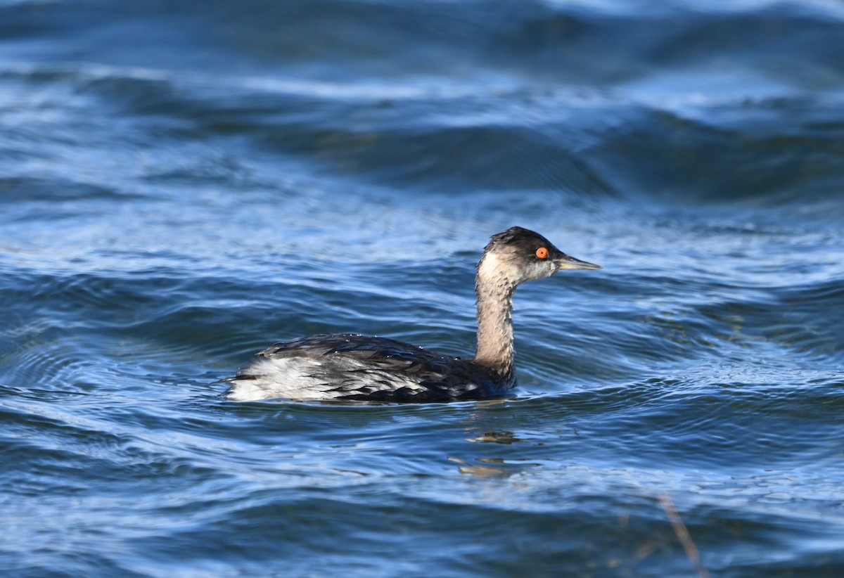 Eared Grebe - ML645342494
