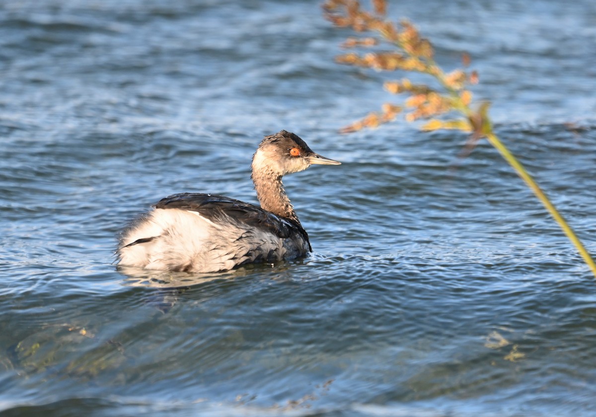 Eared Grebe - ML645342495