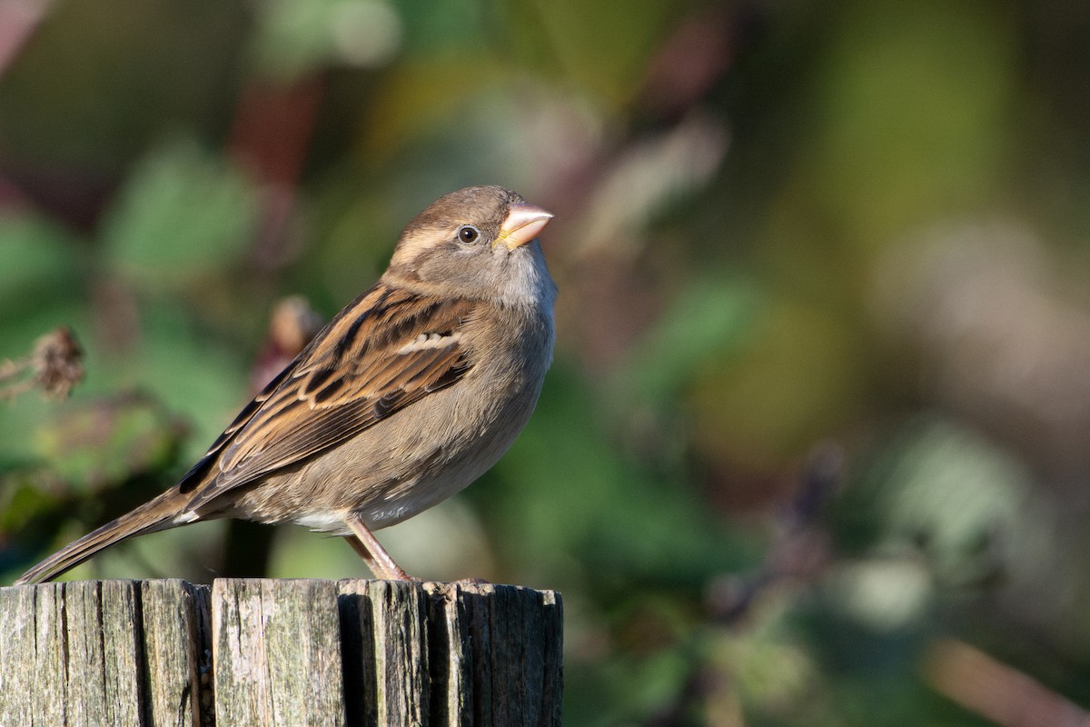 Passera oltremontana - ML645342501