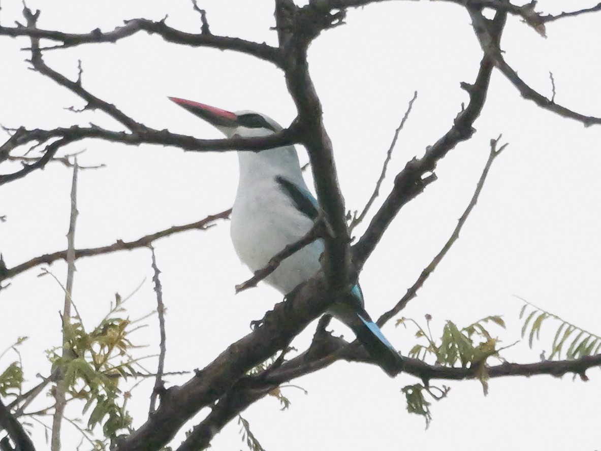 Woodland Kingfisher - ML645342505