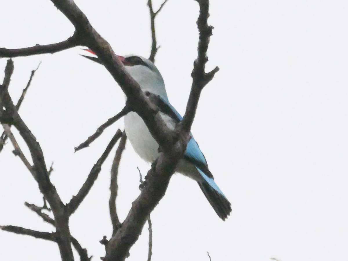 Woodland Kingfisher - ML645342506