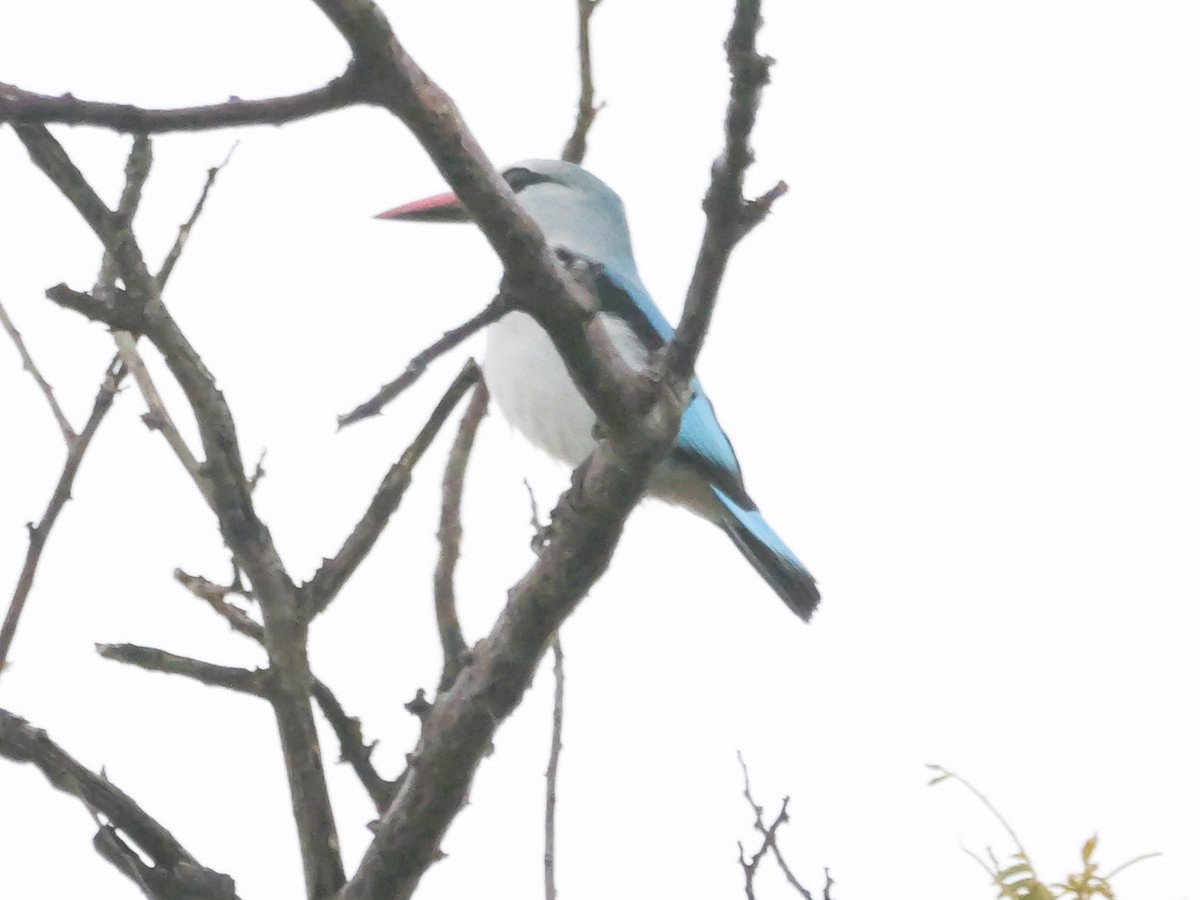 Woodland Kingfisher - ML645342507