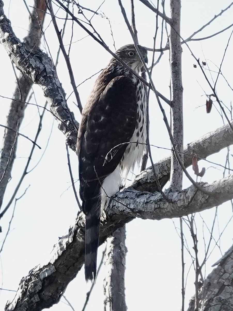 Cooper's Hawk - ML645342510