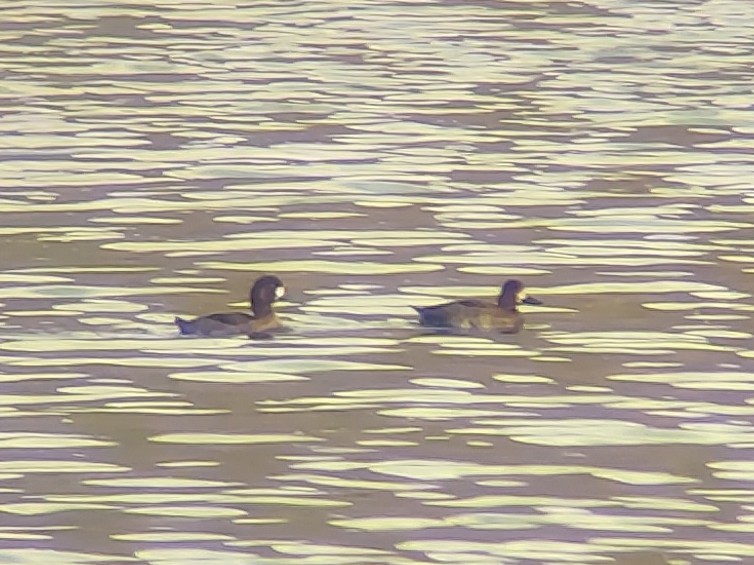 Greater Scaup - ML645342539