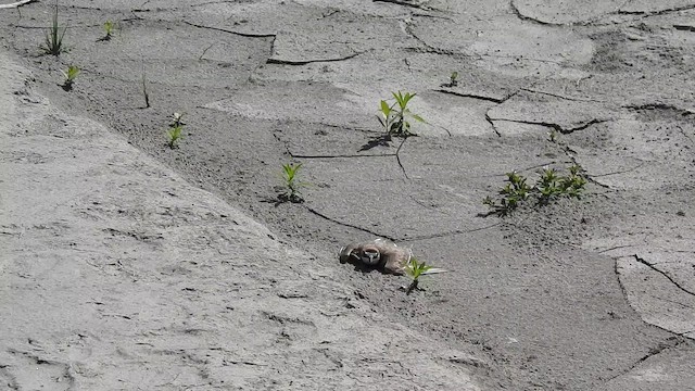 クロオビチドリ - ML645342558