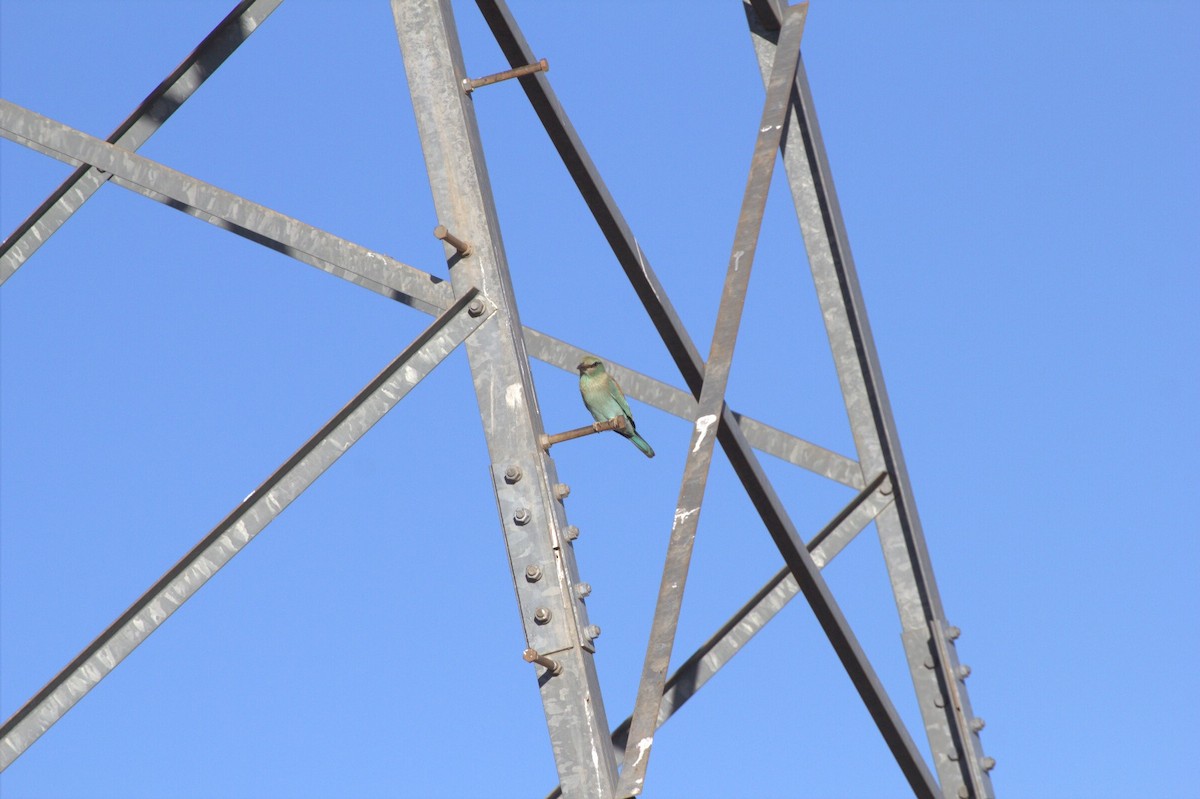 mandelík hajní - ML645342560