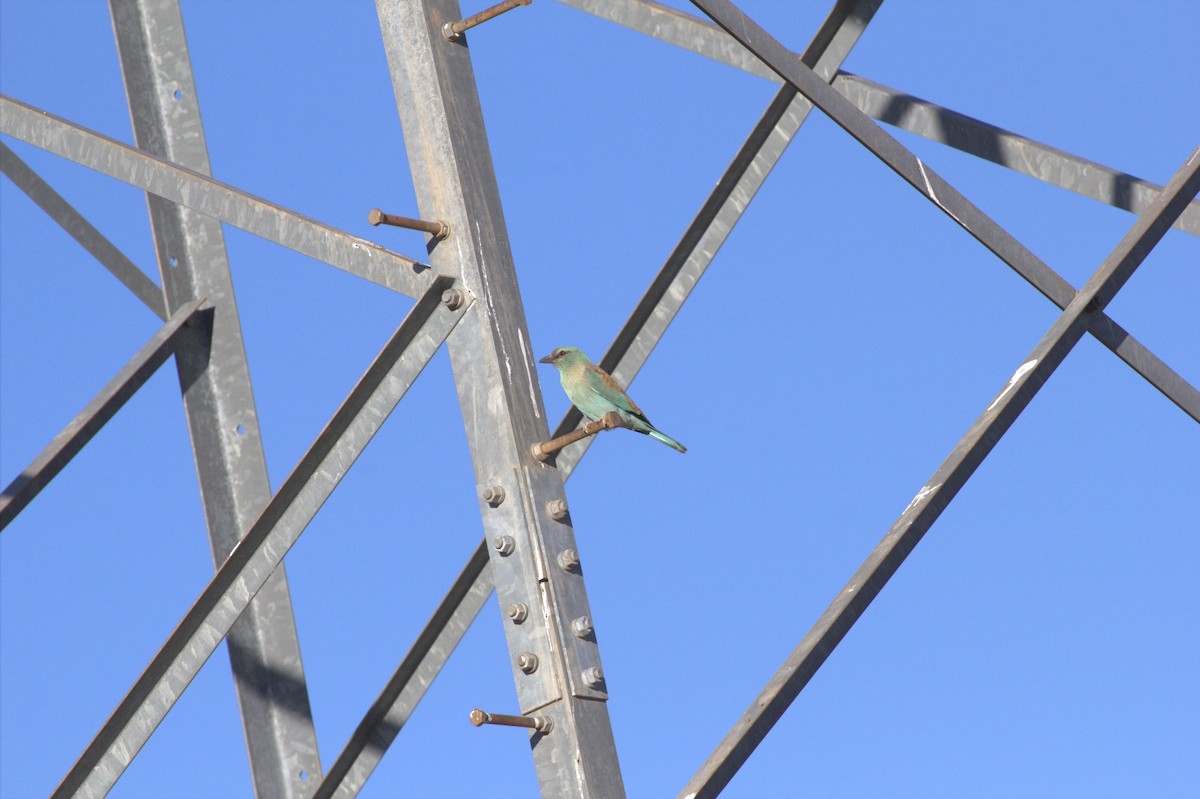 mandelík hajní - ML645342565