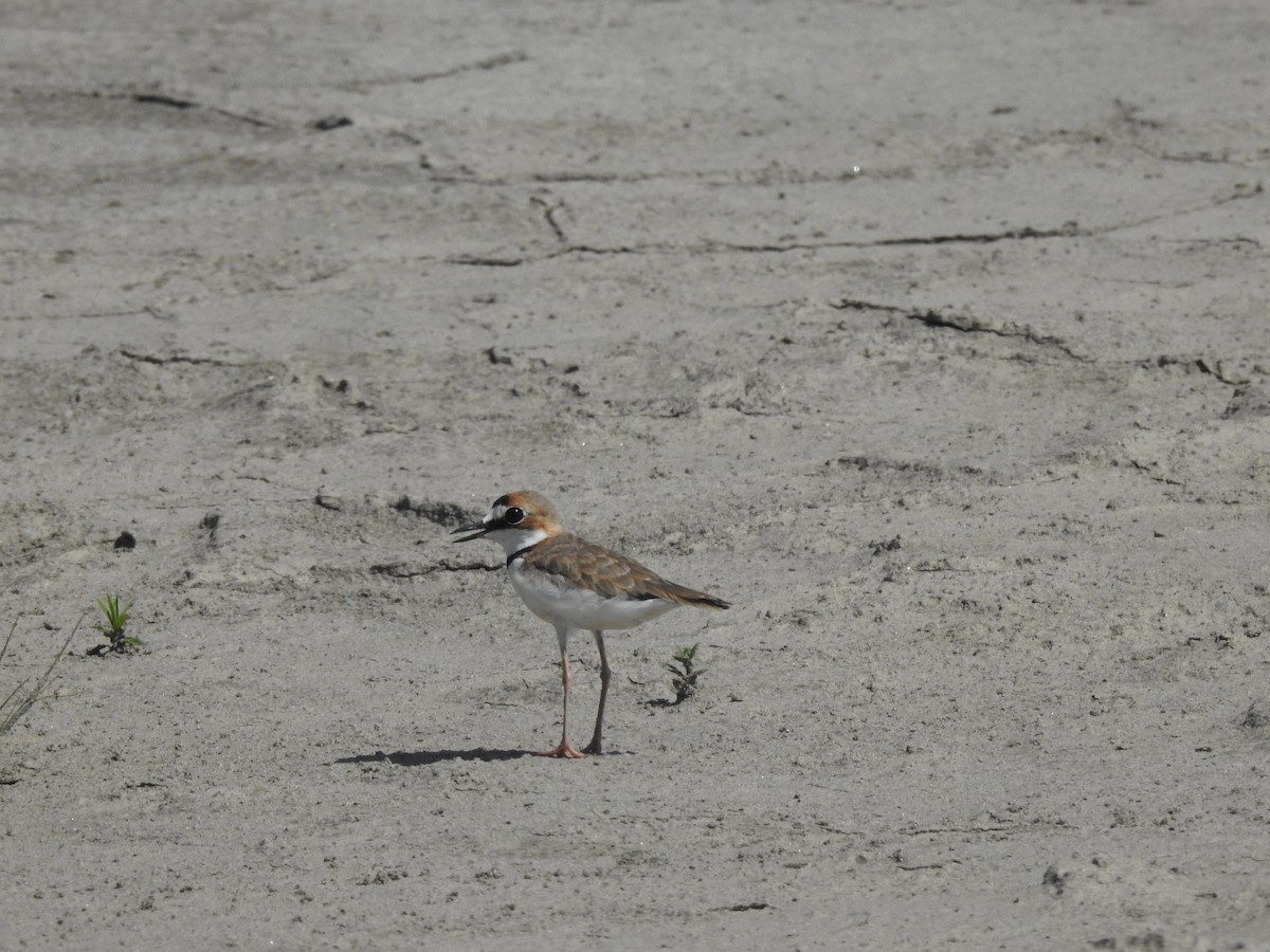 Collared Plover - ML645342570