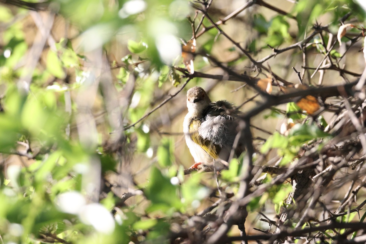 Green-backed Camaroptera - ML645342575
