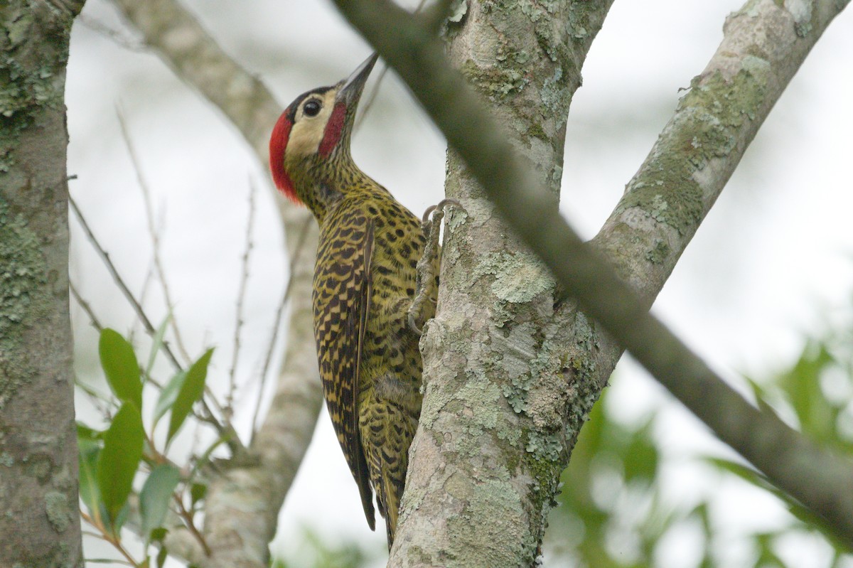 Grünbindenspecht - ML645342581