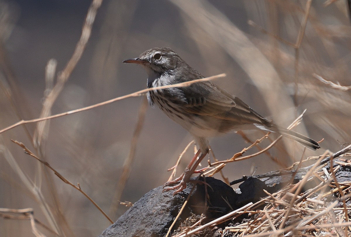 Berthelot's Pipit - ML645342589