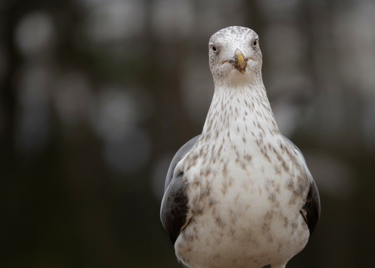 Lesser Black-backed Gull - ML645342591