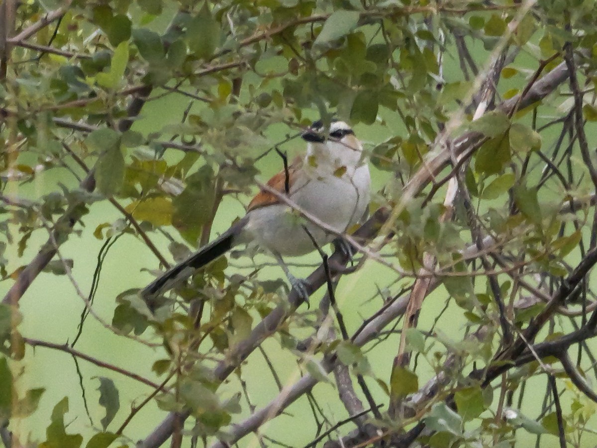 Black-crowned Tchagra (Black-crowned) - ML645342599